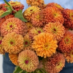 ZINNIA QUEEN LIME ORANGE