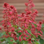 SALVIA SPLENDENS ESTELLA CORAL