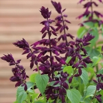 SALVIA SPLENDENS ESTELLA PURPLE